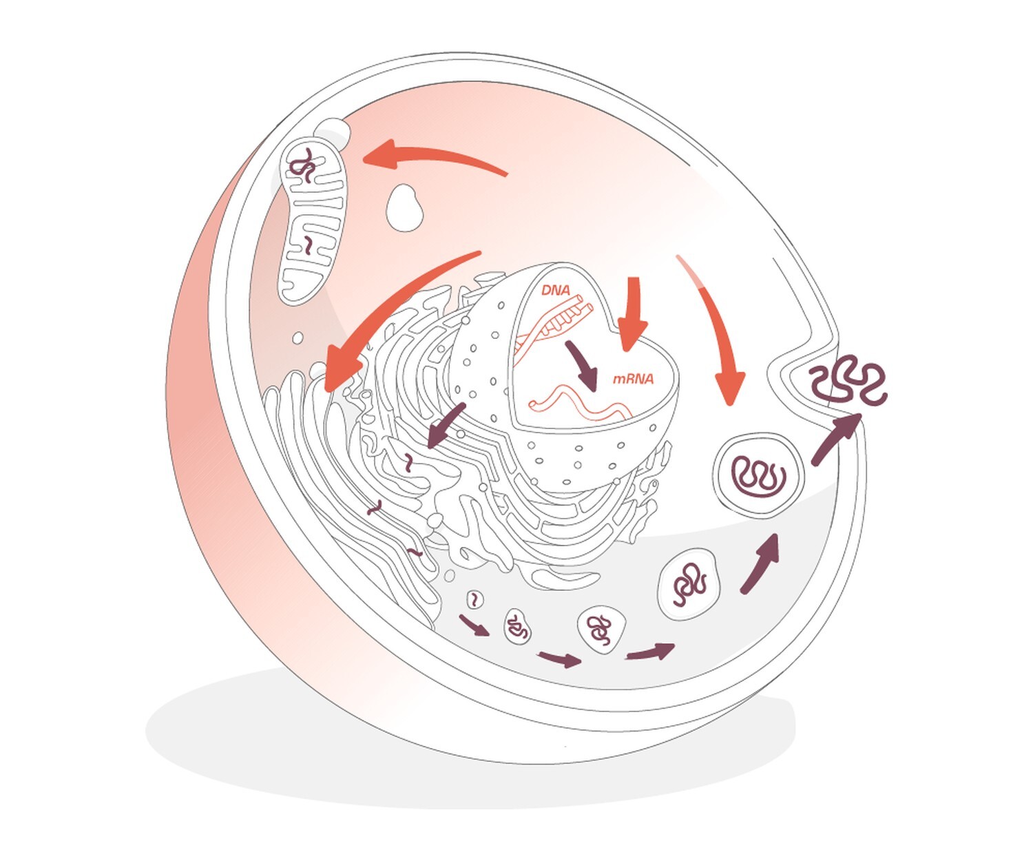 Illustrazione di una cellula: esosomi e SUMOilazione